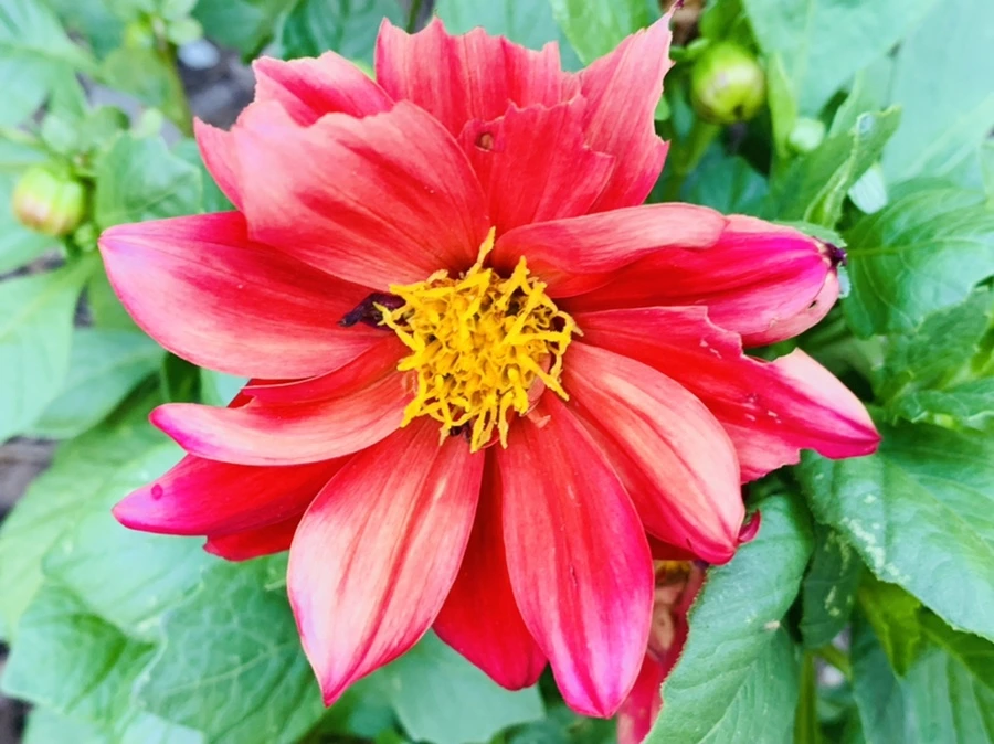 IMG_5236.jpg?type=w966