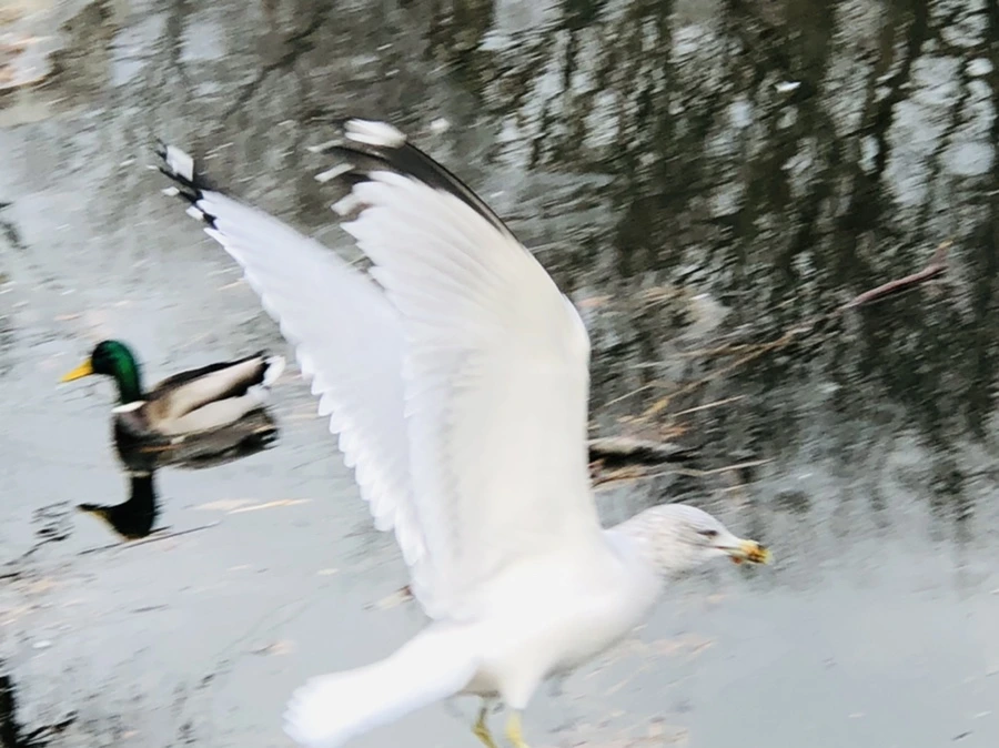 IMG_9998.jpg?type=w966