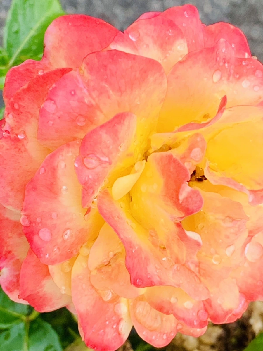 IMG_9576.jpg?type=w966