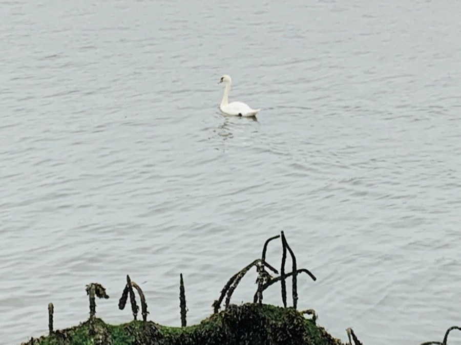 IMG_5118.jpg?type=w966