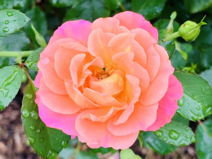 IMG_0978.jpg?type=w966