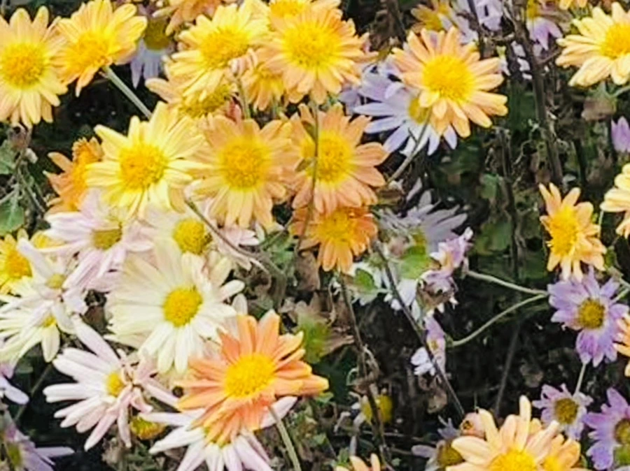 IMG_1177.jpg?type=w966