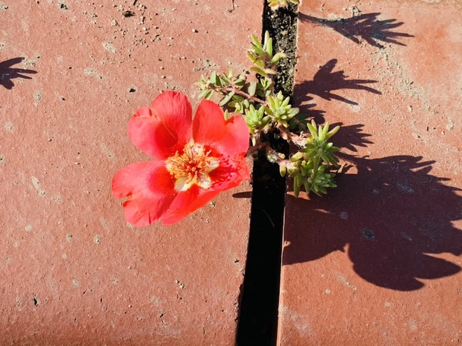 IMG_8411.jpg?type=w966