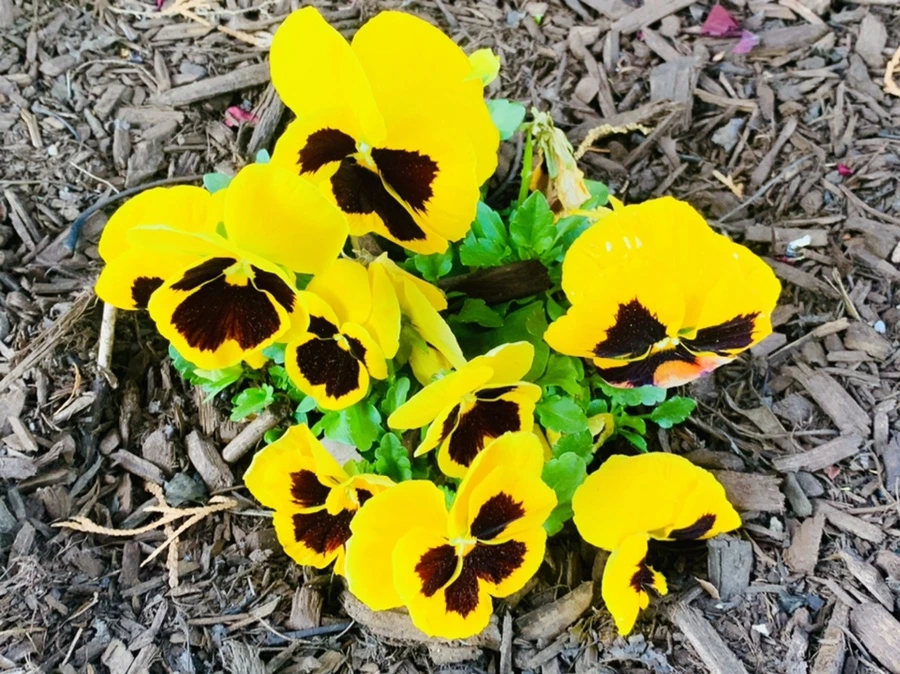 IMG_1916.jpg?type=w966