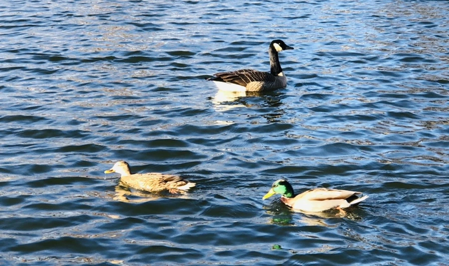 IMG_9321.jpg?type=w966