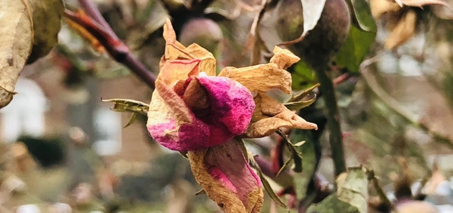 IMG_2383.jpg?type=w966