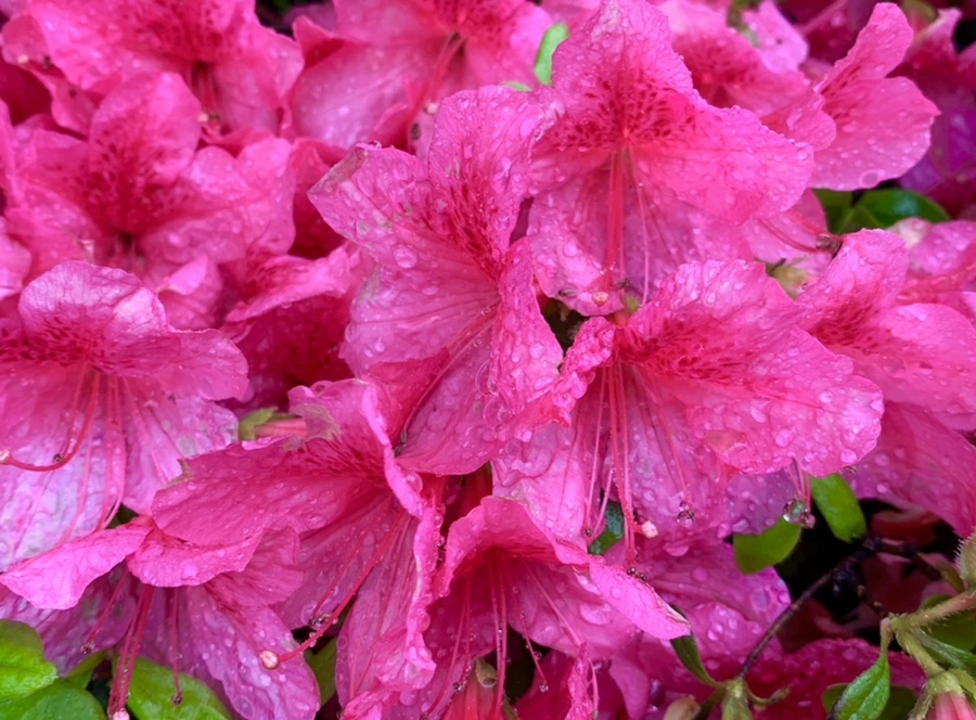 IMG_9330.jpg?type=w966