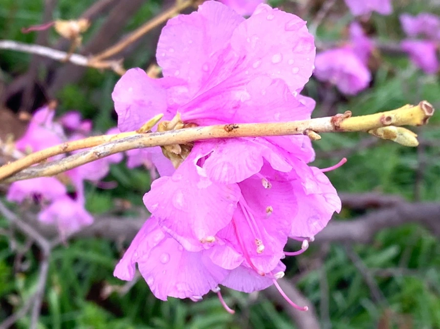 IMG_6178.jpg?type=w966