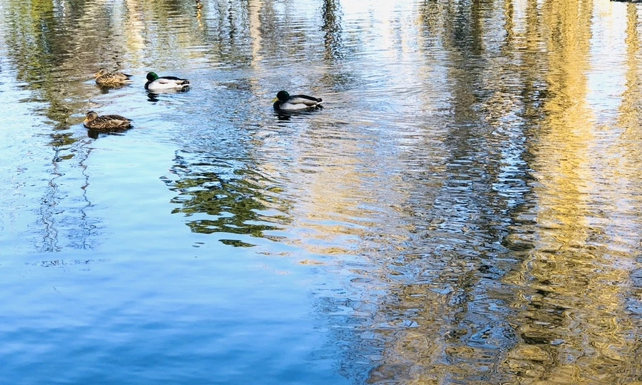 IMG_9753.jpg?type=w966