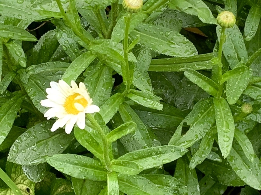 IMG_0199.jpg?type=w966