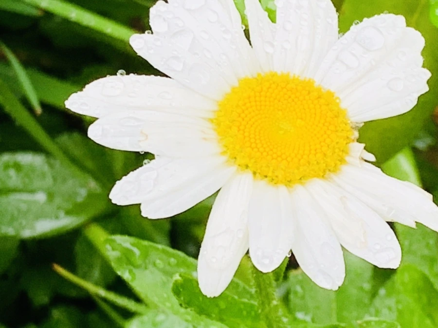 IMG_0195.jpg?type=w966