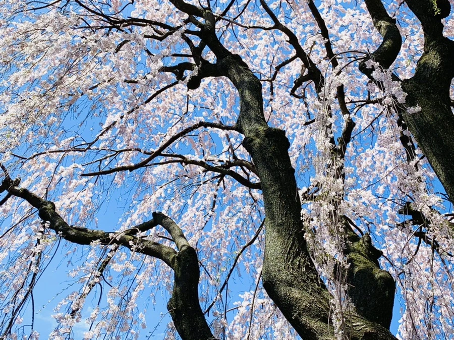 IMG_8548.jpg?type=w966