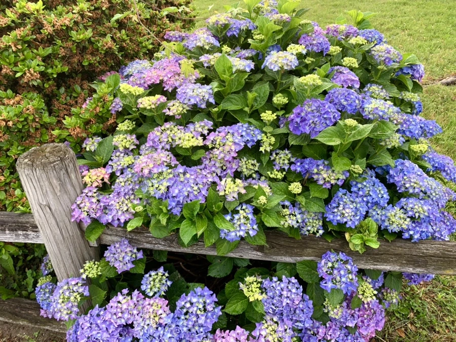 IMG_5028.jpg?type=w966