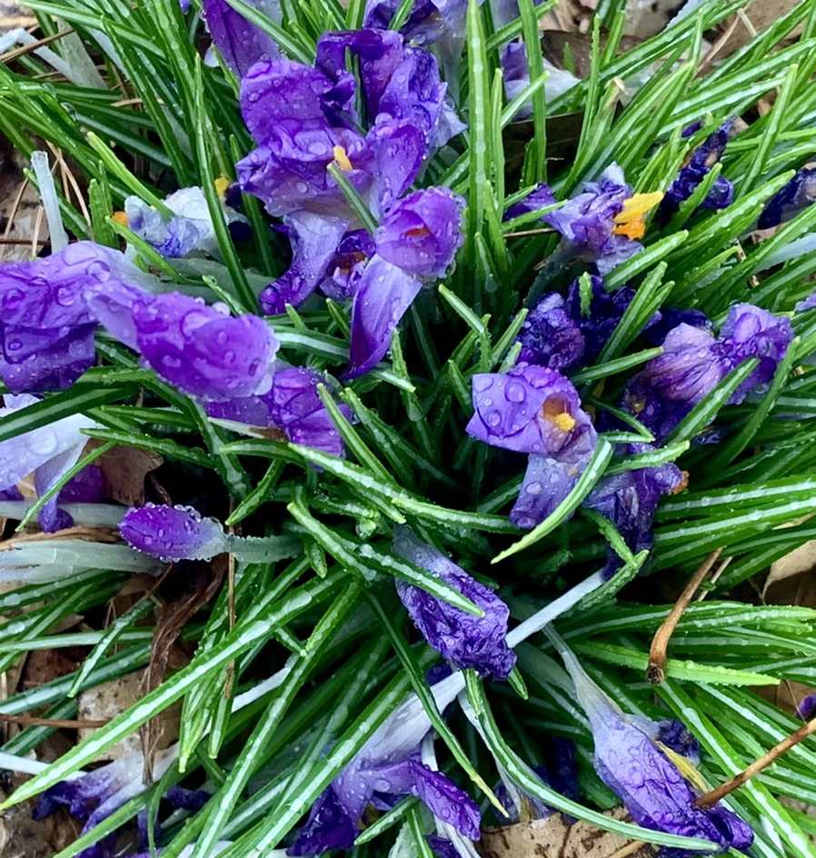 IMG_2154.jpg?type=w966