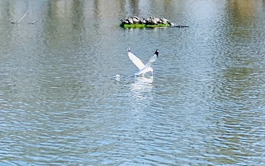 IMG_0060.jpg?type=w966