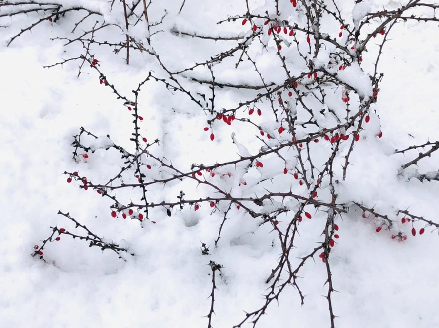 IMG_8986.jpg?type=w966