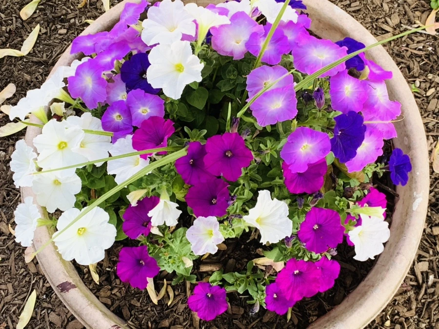 IMG_3258.jpg?type=w966