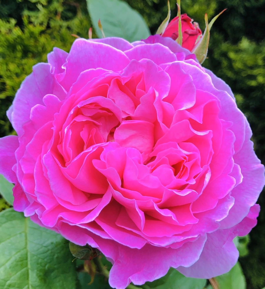 IMG_7551.jpg?type=w966