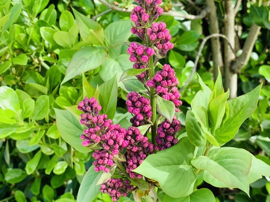 IMG_1566.jpg?type=w966