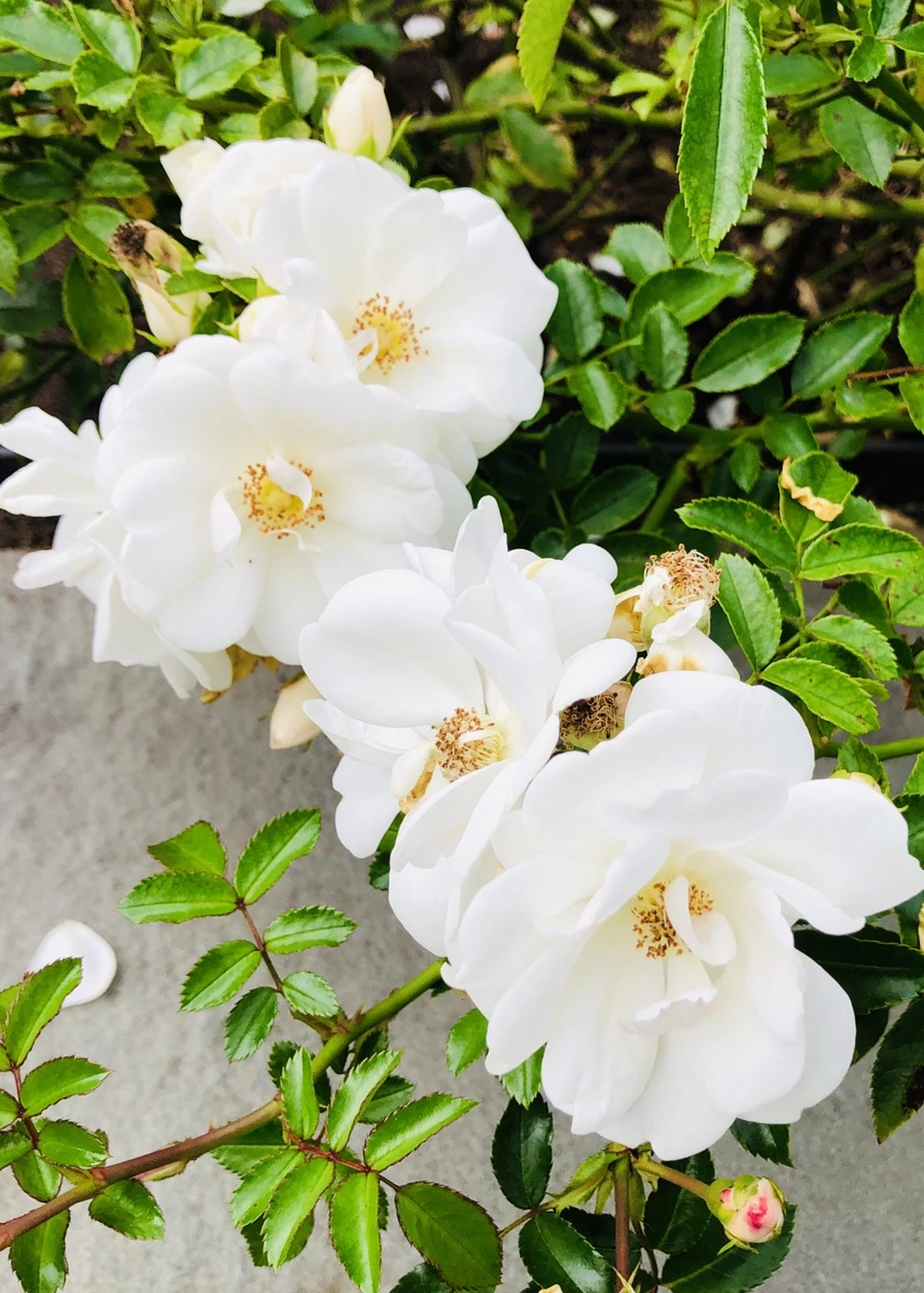 IMG_1632.jpg?type=w966