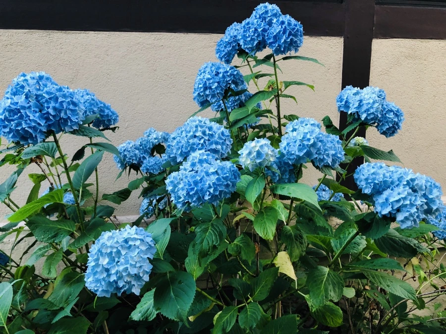 IMG_0517.jpg?type=w966