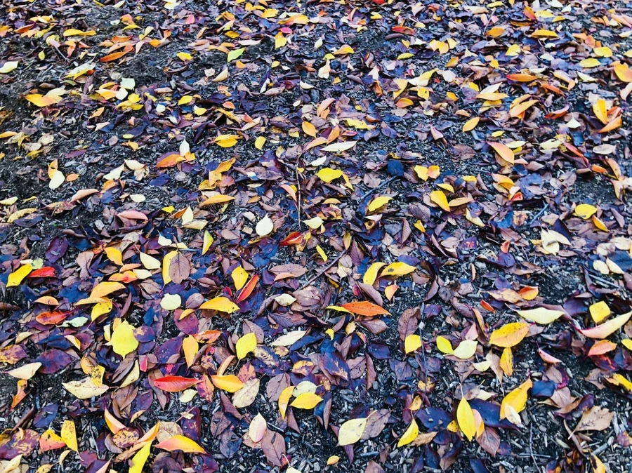 IMG_3050.jpg?type=w966