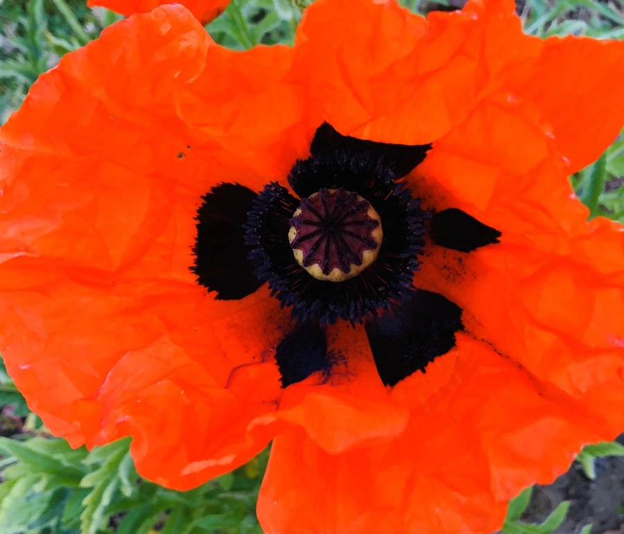 IMG_8596.jpg?type=w966