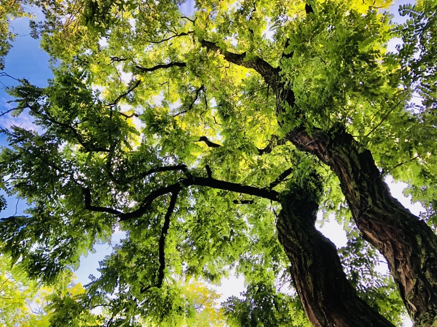 IMG_2105.jpg?type=w966