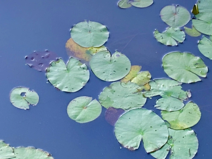 IMG_4316.jpg?type=w966