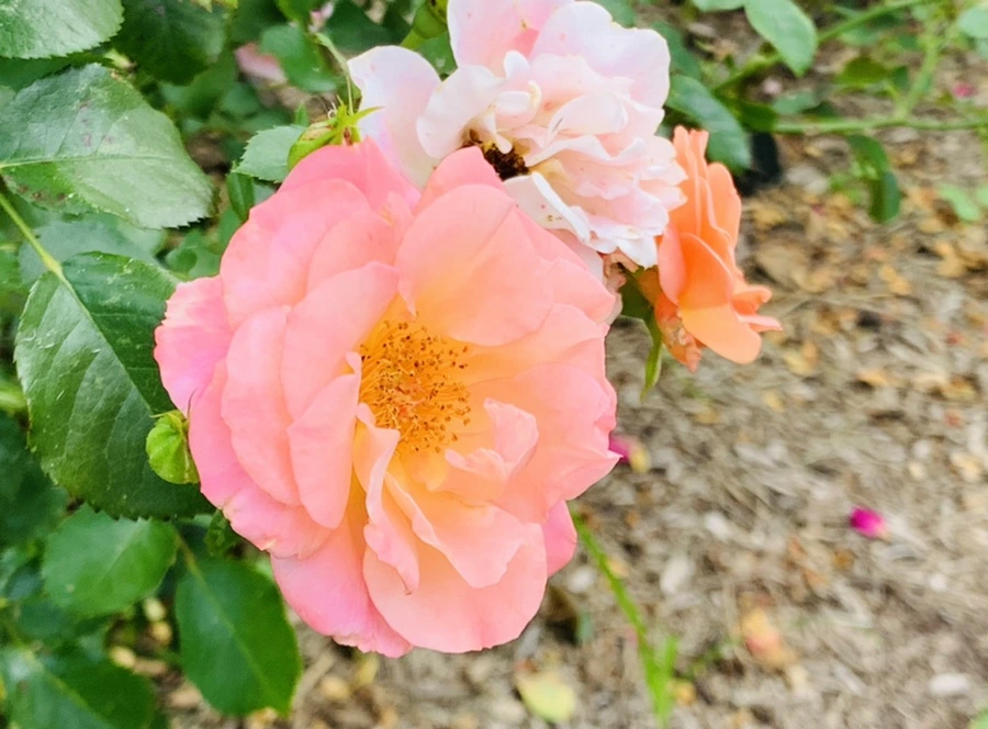 IMG_5042.jpg?type=w966