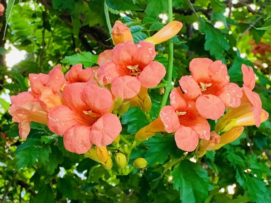 IMG_8694.jpg?type=w966