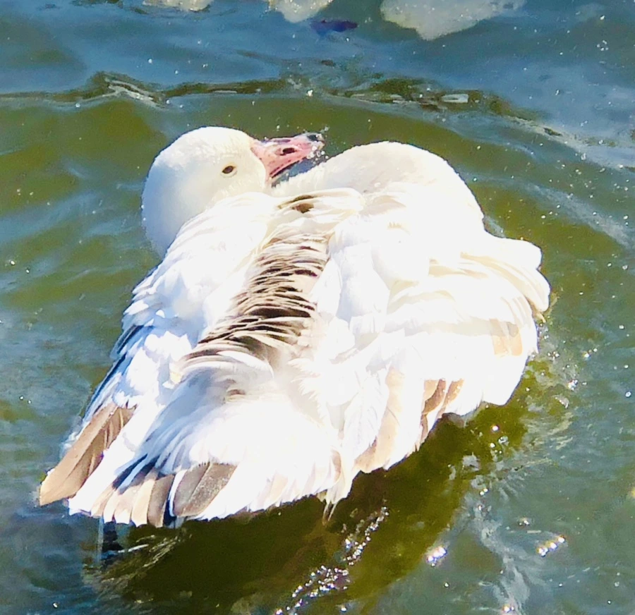 IMG_5342.jpg?type=w966