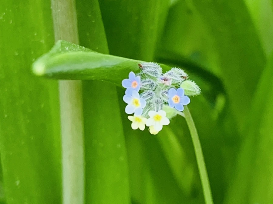 IMG_8662.jpg?type=w966