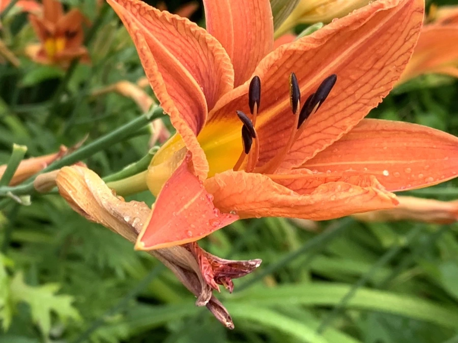 IMG_3594.jpg?type=w966