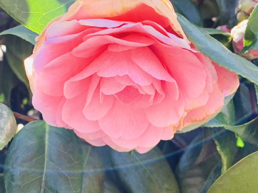 IMG_7825.jpg?type=w966