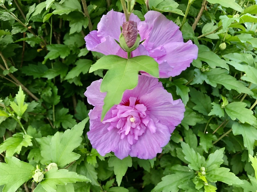 IMG_1532.jpg?type=w966