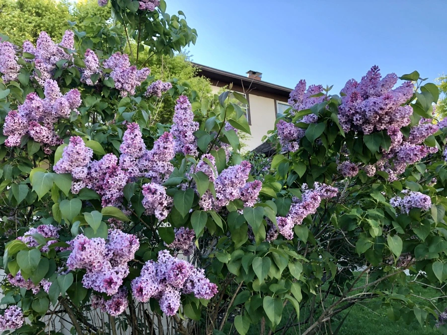 IMG_7206.jpg?type=w966