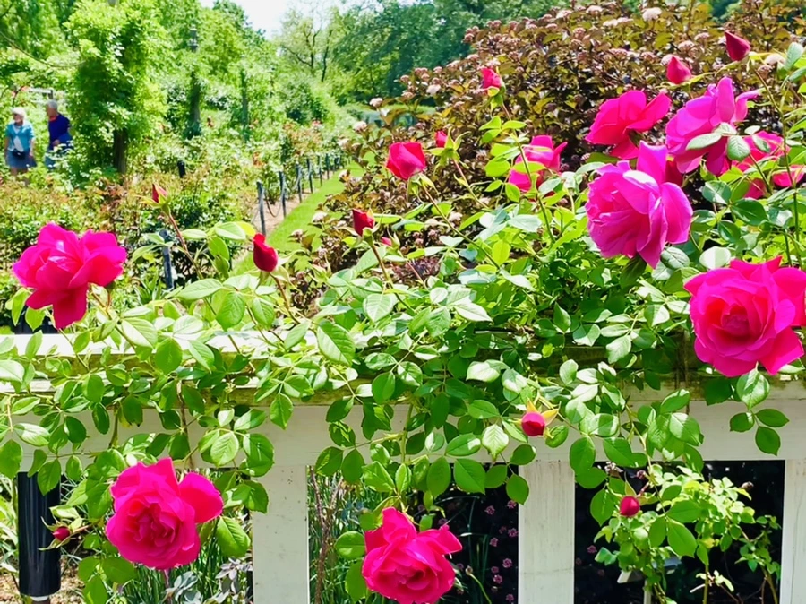 IMG_4403.jpg?type=w966