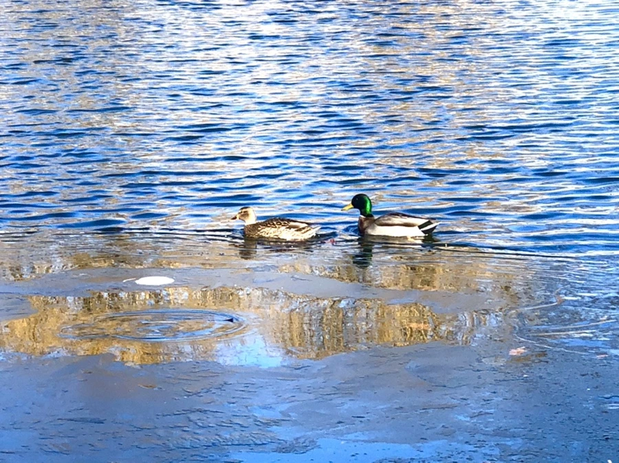 IMG_0571.jpg?type=w966