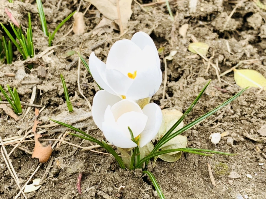 IMG_1668.jpg?type=w966