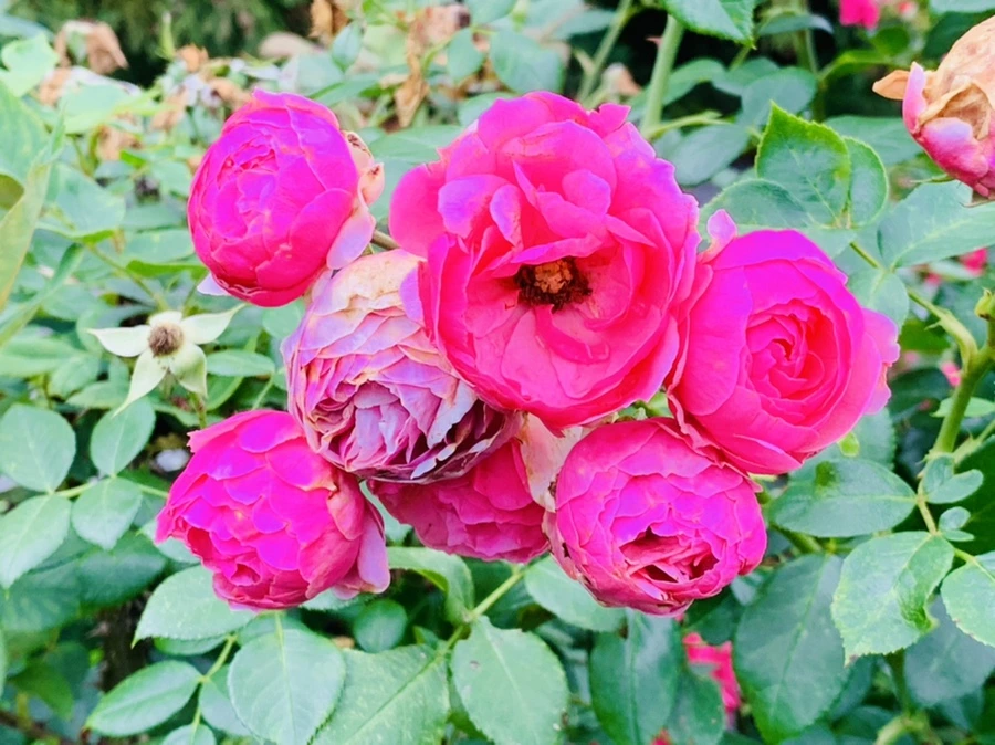 IMG_0434.jpg?type=w966