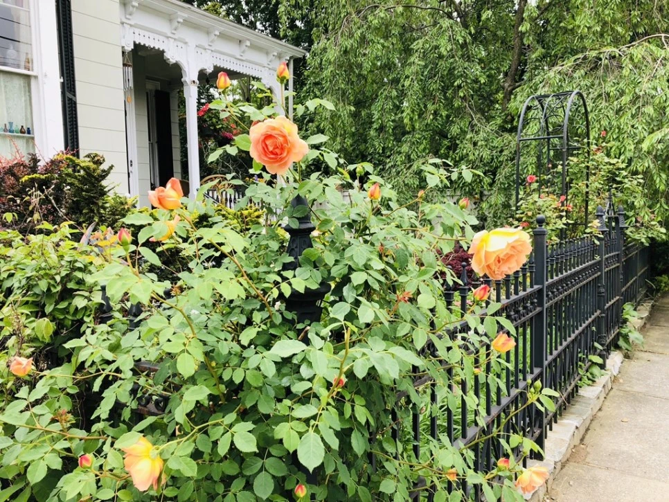 IMG_5316.jpg?type=w966