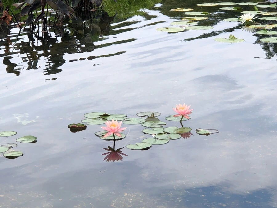 IMG_3725.jpg?type=w966