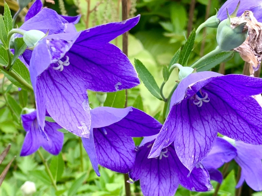 IMG_2651.jpg?type=w966