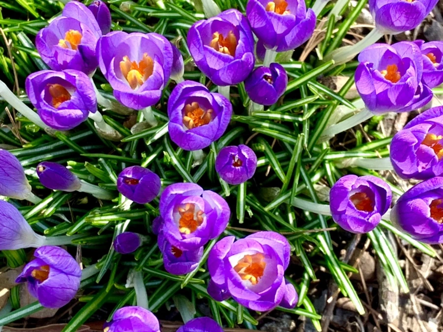 IMG_0147.jpg?type=w966