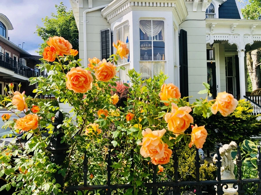 IMG_7483.jpg?type=w966