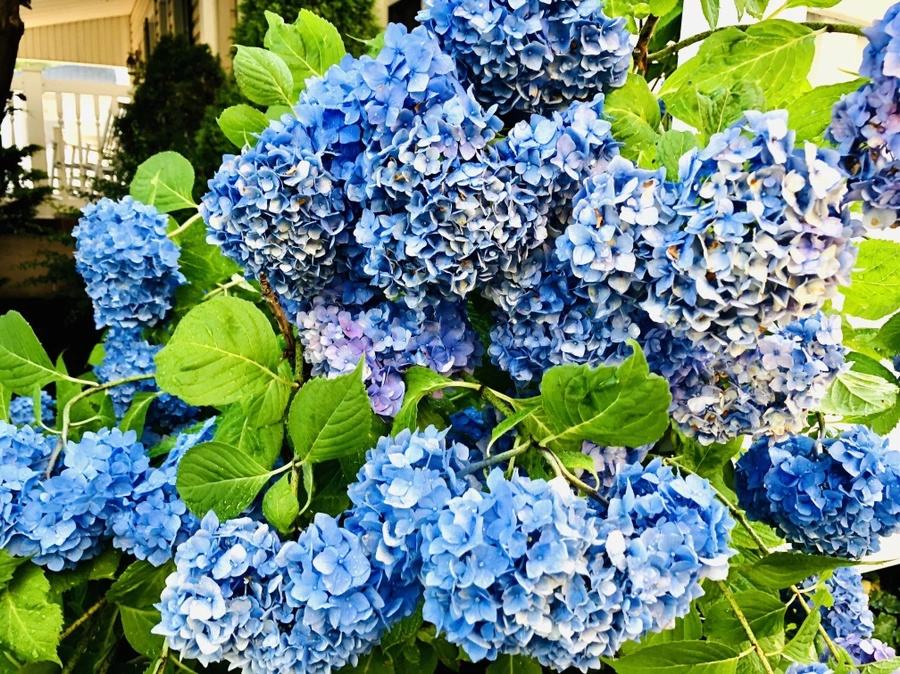 IMG_0555.jpg?type=w966