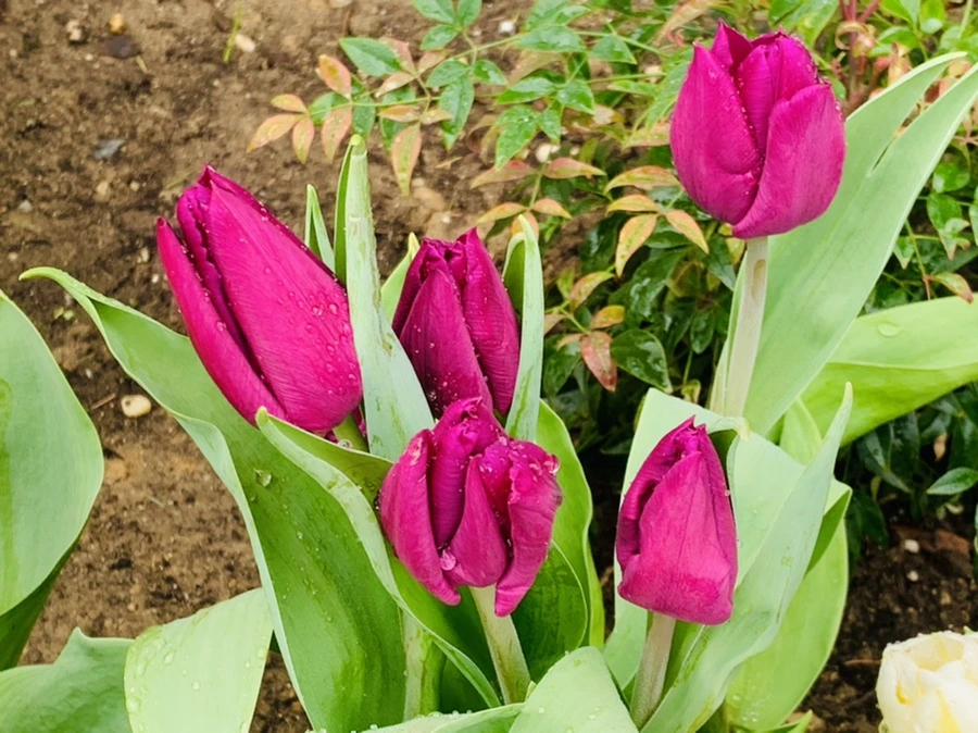 IMG_6194.jpg?type=w966