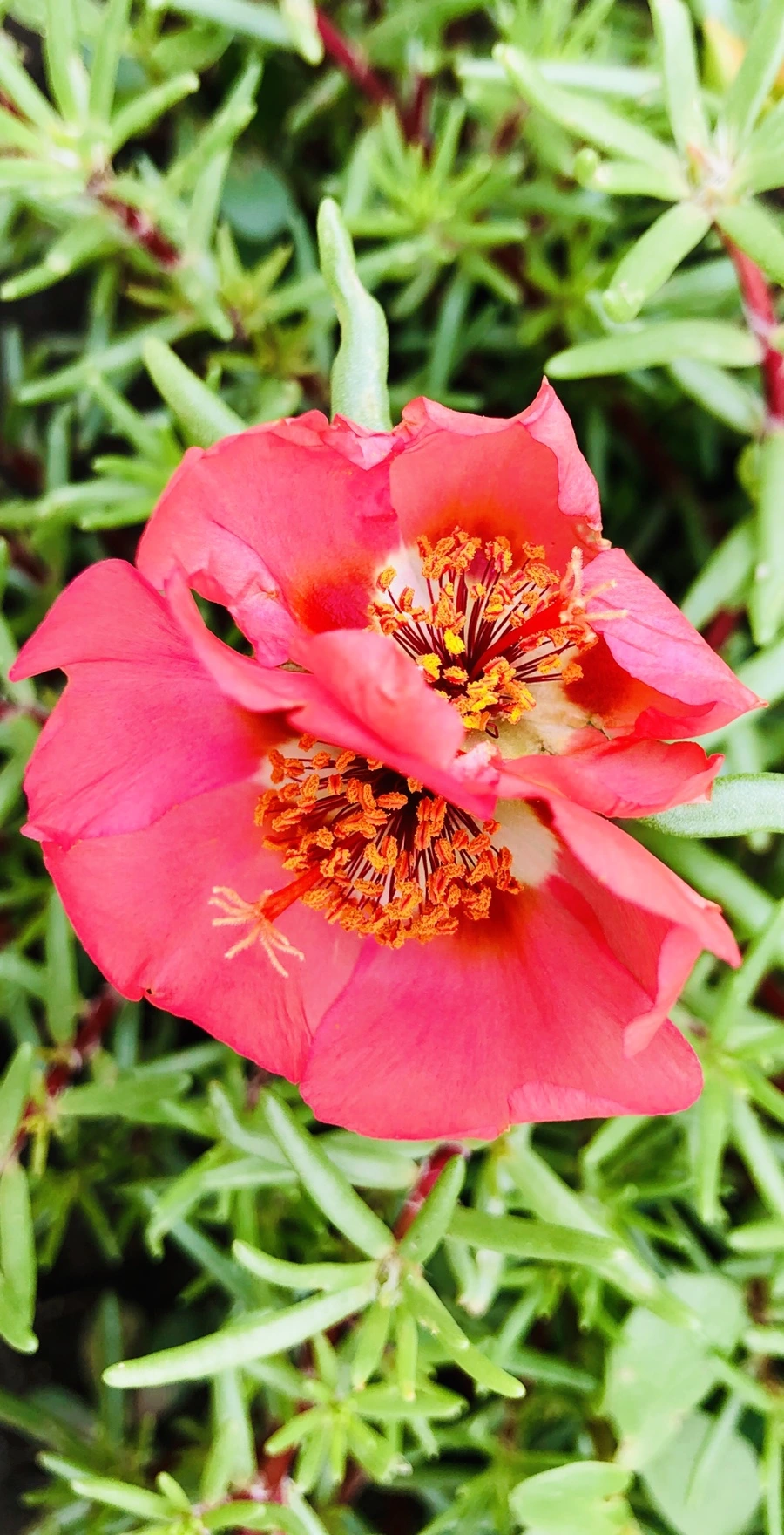 IMG_1277.jpg?type=w966