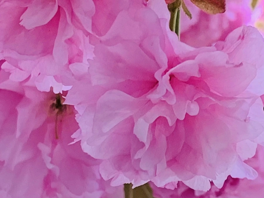 IMG_7396.jpg?type=w966